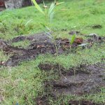 20180214_Tree Planting_Pulupandan (34)-5